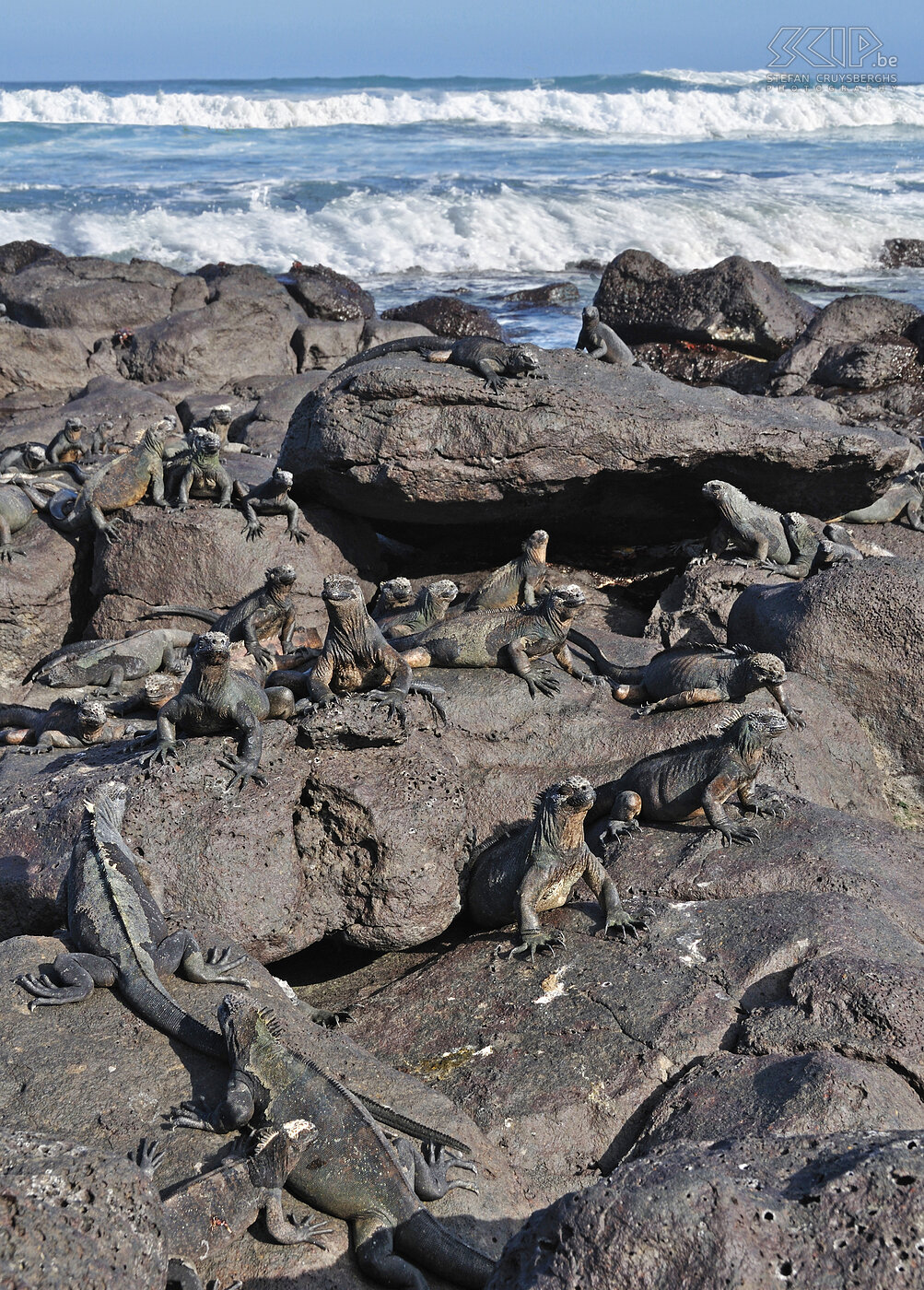 Galapagos - Santa Cruz - Playa del Perros - Zeeleguanen  Stefan Cruysberghs